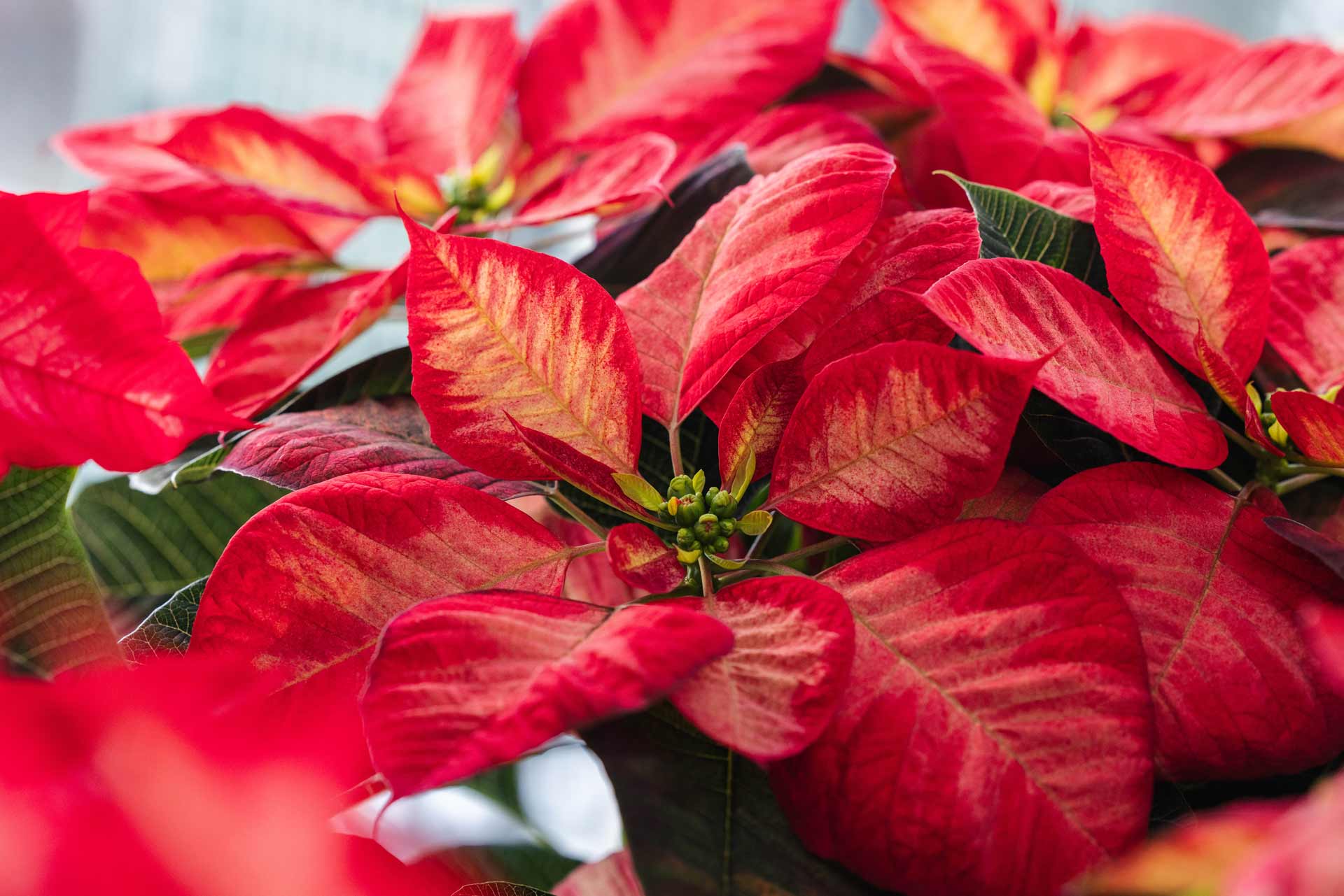 Poinsettia Christmas Beauty&trade; Princess 7.5 Inch