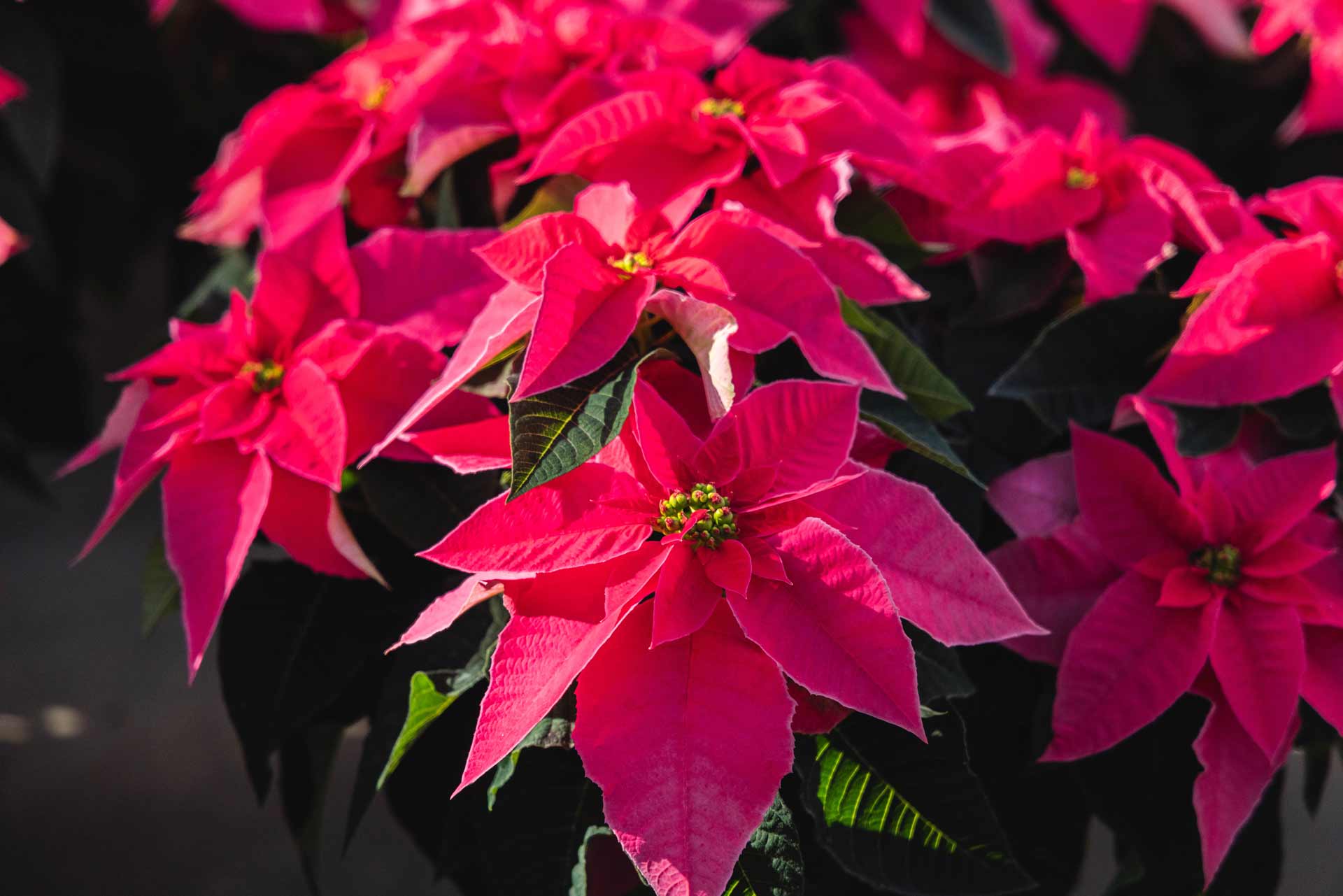 Poinsettia Princettia Queen&trade; Pink 8.5 Inch