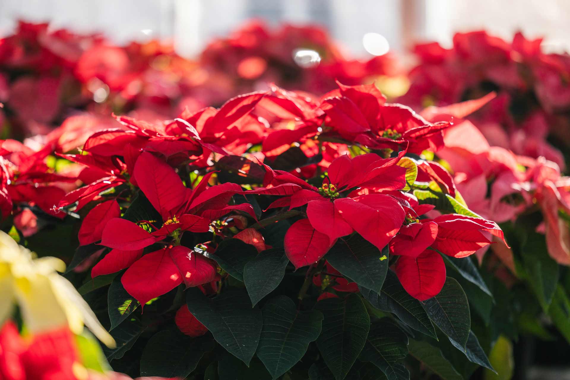 Poinsettias