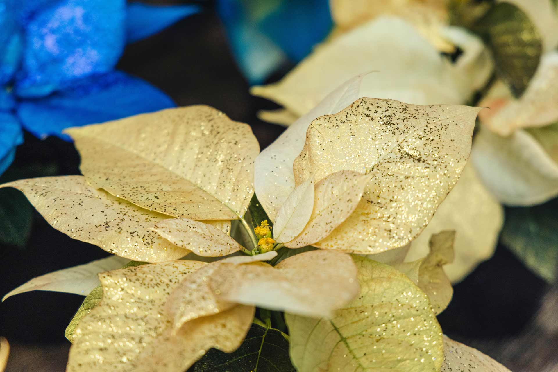 Poinsettia 'Fantasy Gold' 10 Inch