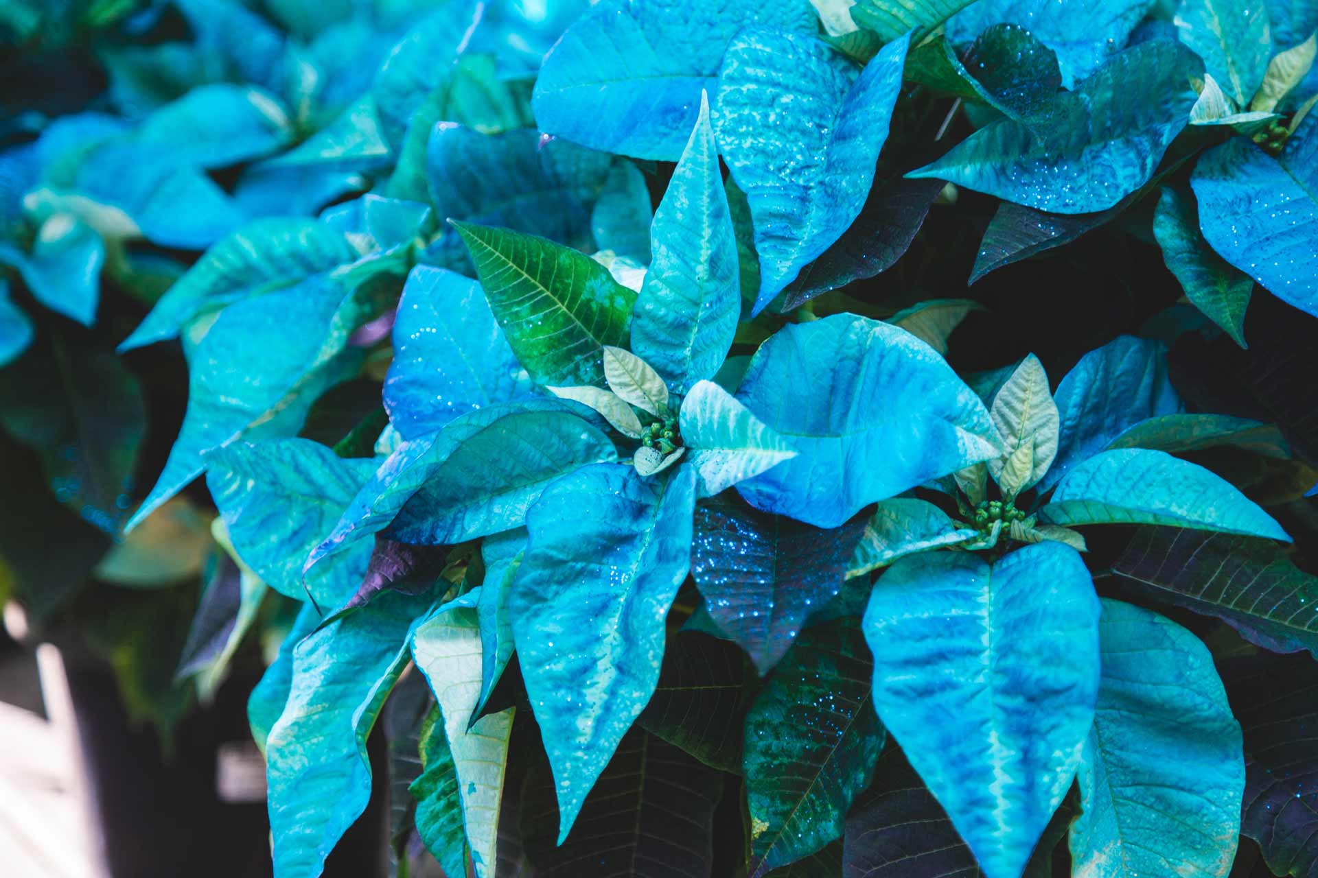 Poinsettia 'Fantasy Turquoise' 10 Inch