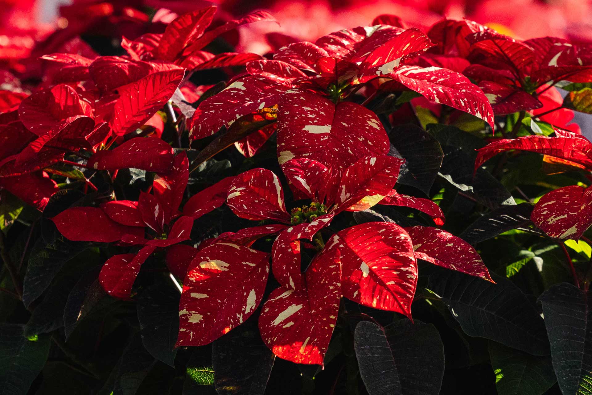 Poinsettia 'Jingle Bells' 10"