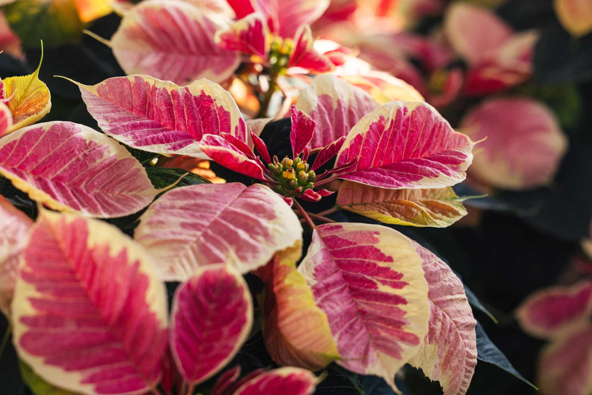 Poinsettia 'Marble' 6.5"