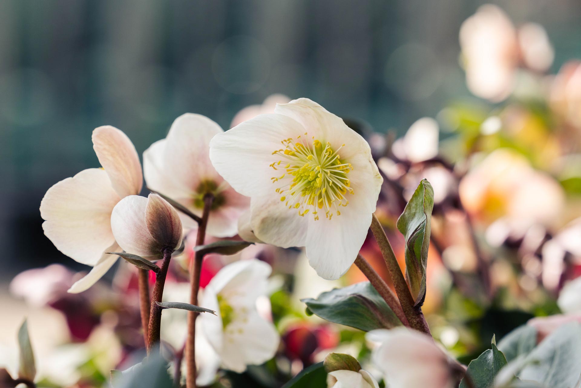 Lenten Rose 'Frosty' 1 Gallon