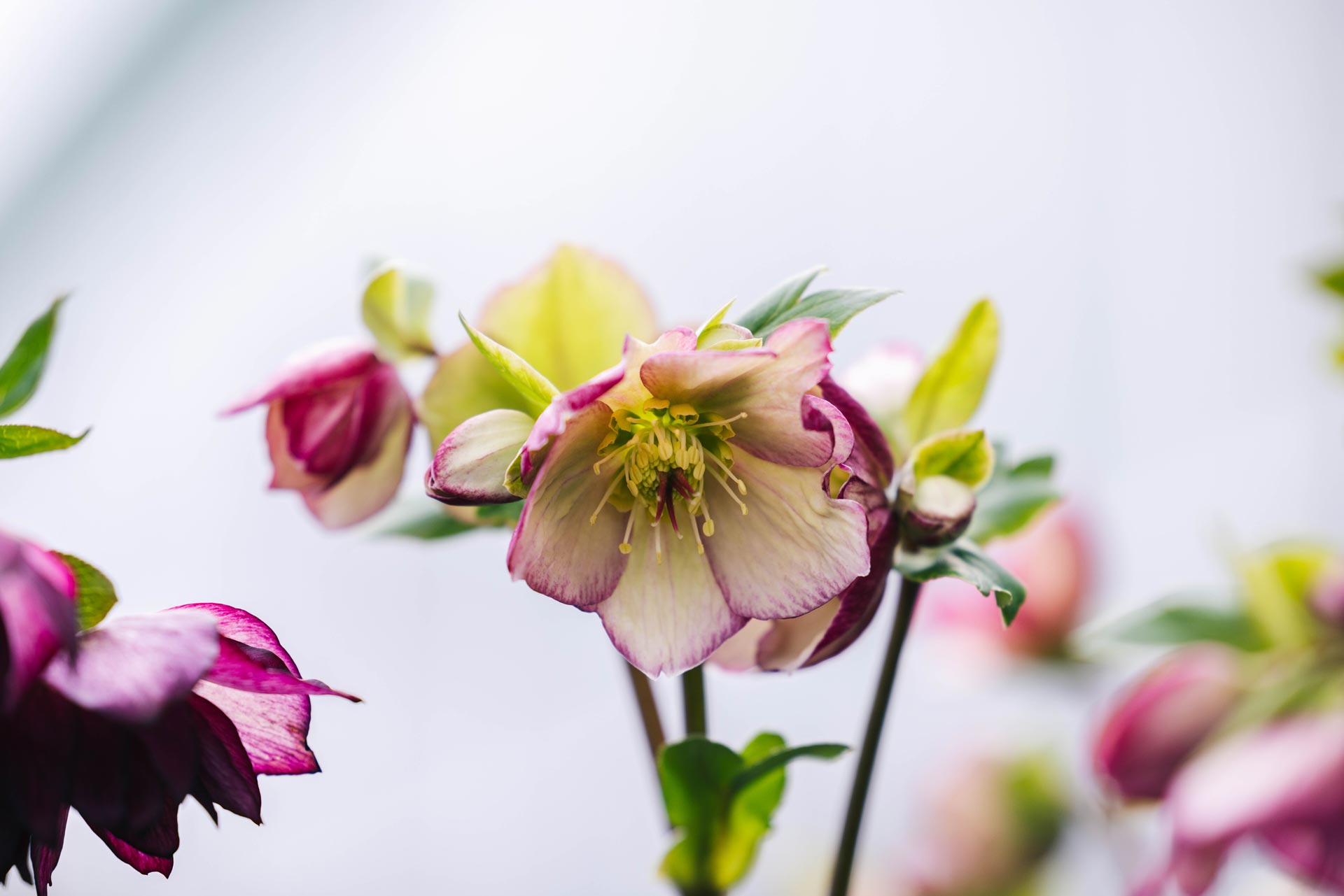 Lenten Rose Ice N' Roses&reg; Carlotta 1 Gallon