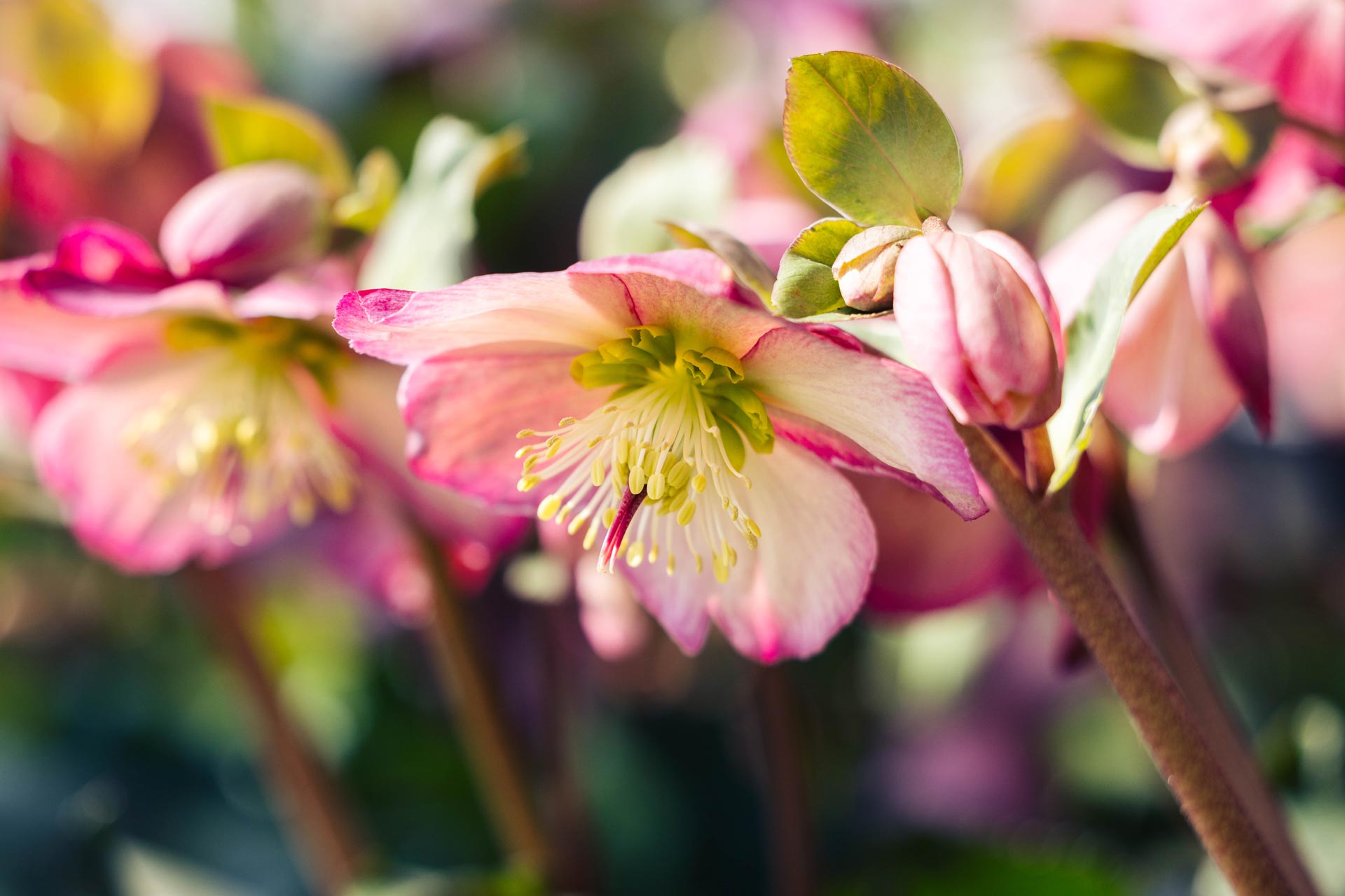 Lenten Rose Ice N' Roses&reg; Rosali 1 Gallon