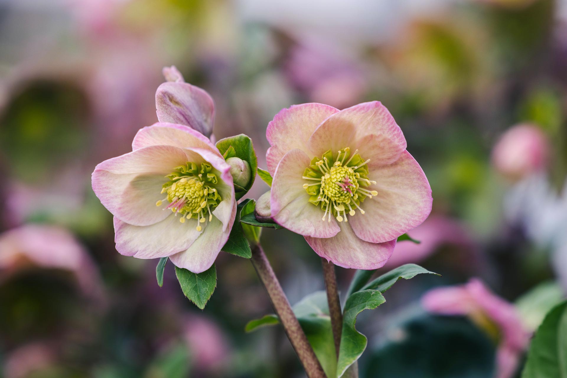 Lenten Rose Ice N' Roses&reg; Rosetta 1 Gallon