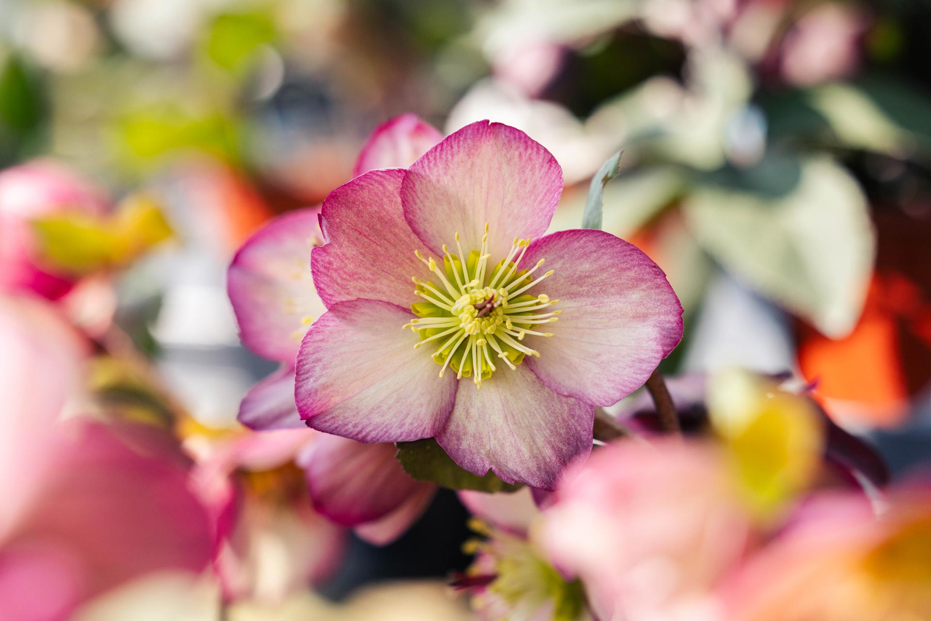 Lenten Rose 'Maestro' 1 Gallon