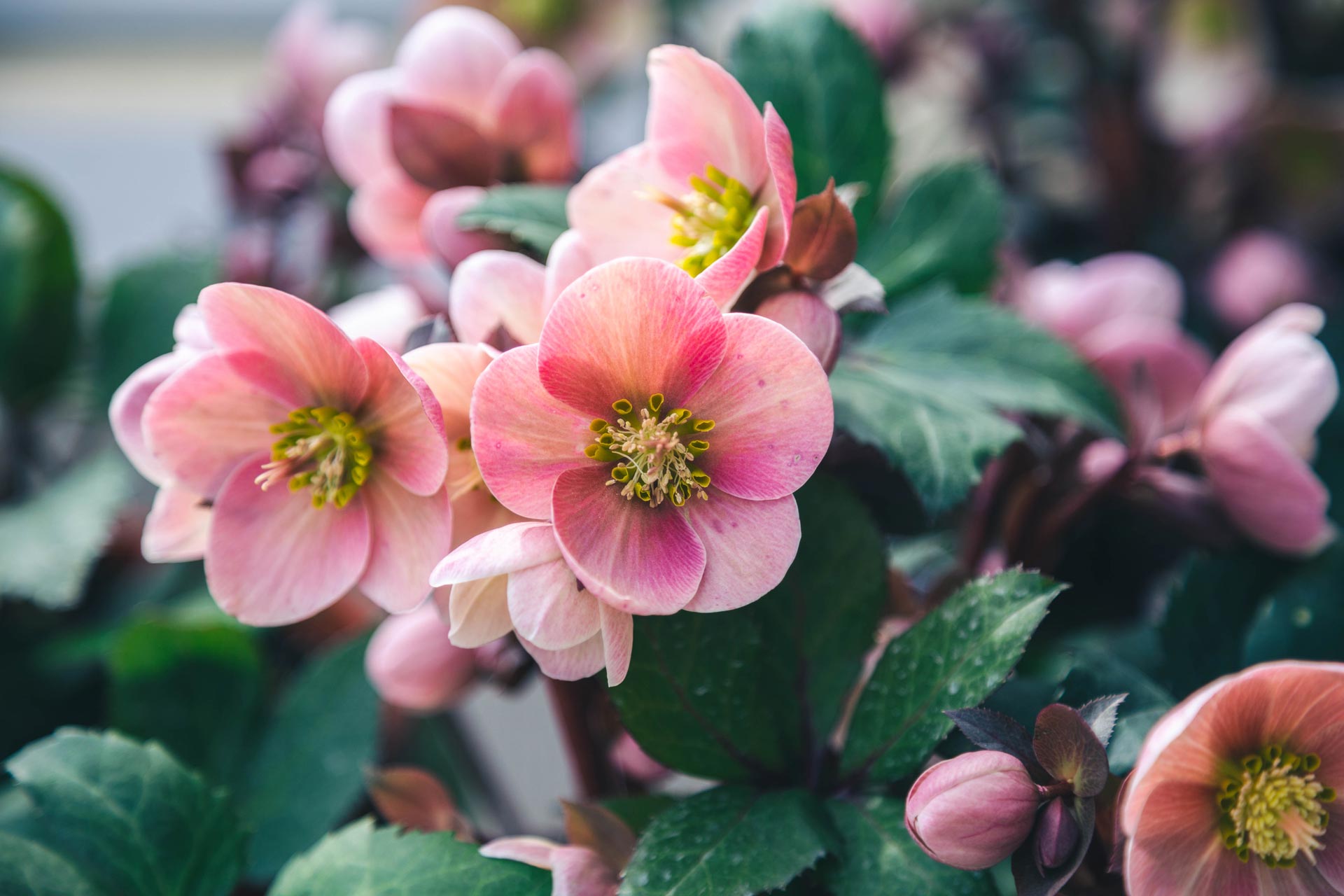 Lenten Rose HGC&reg; Pink Frost 1 Gallon