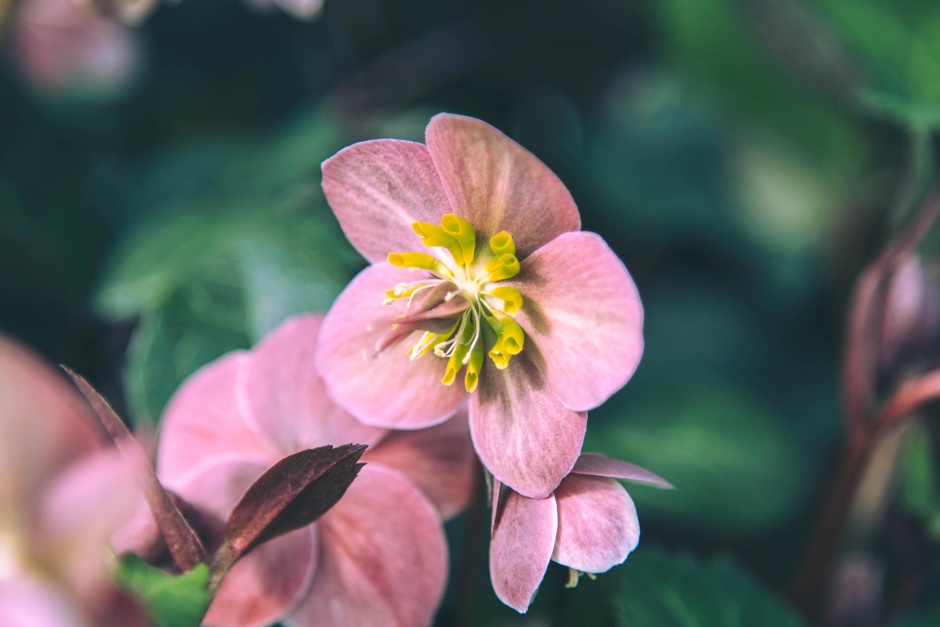 Lenten Rose HGC&reg; 'Merlin' 1 Gallon