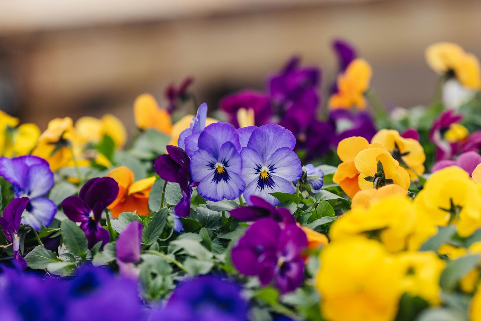 Pansies & Violas