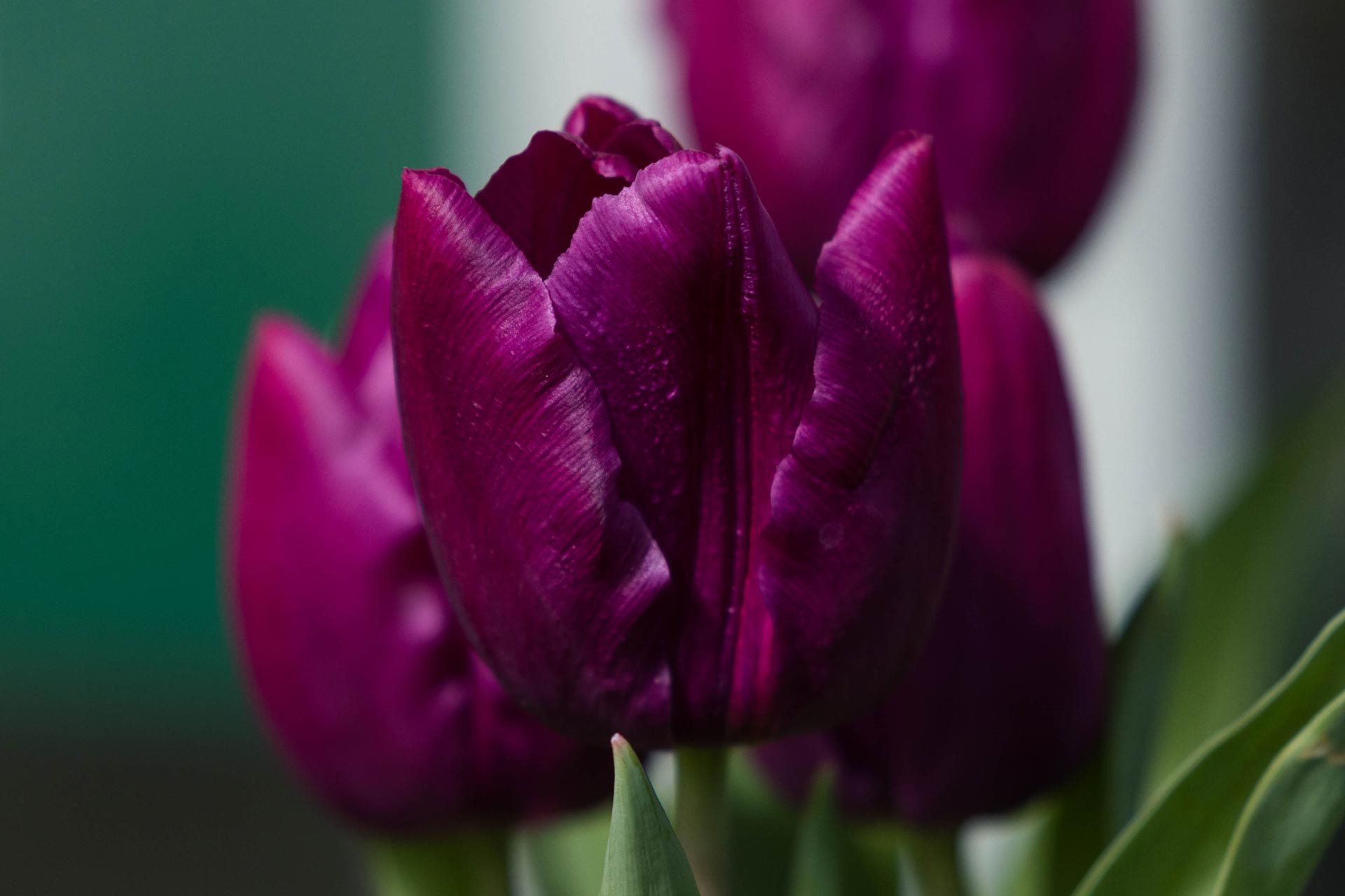 Tulip 'Purple' 6"