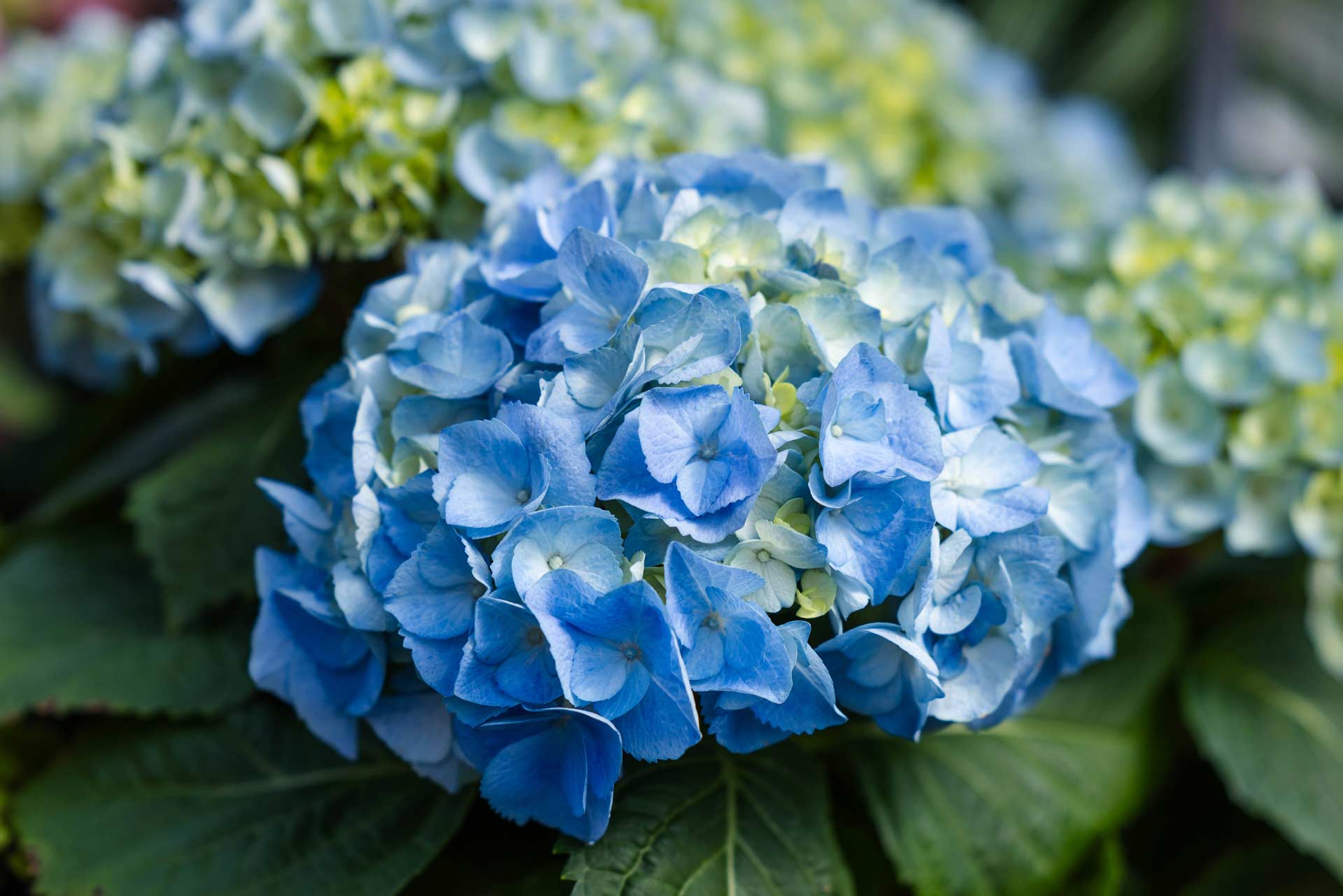 Florist Hydrangea Blue 9"