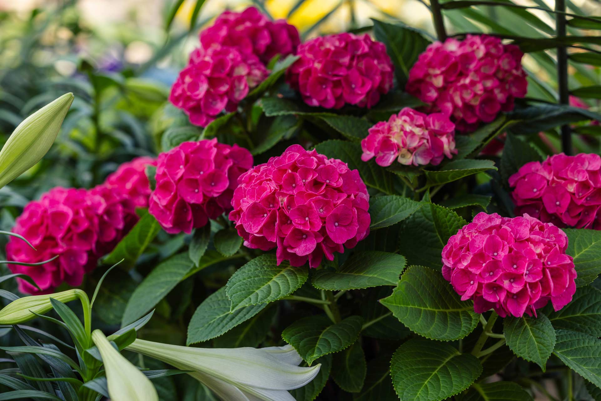 Florist Hydrangea Pink 6.5"