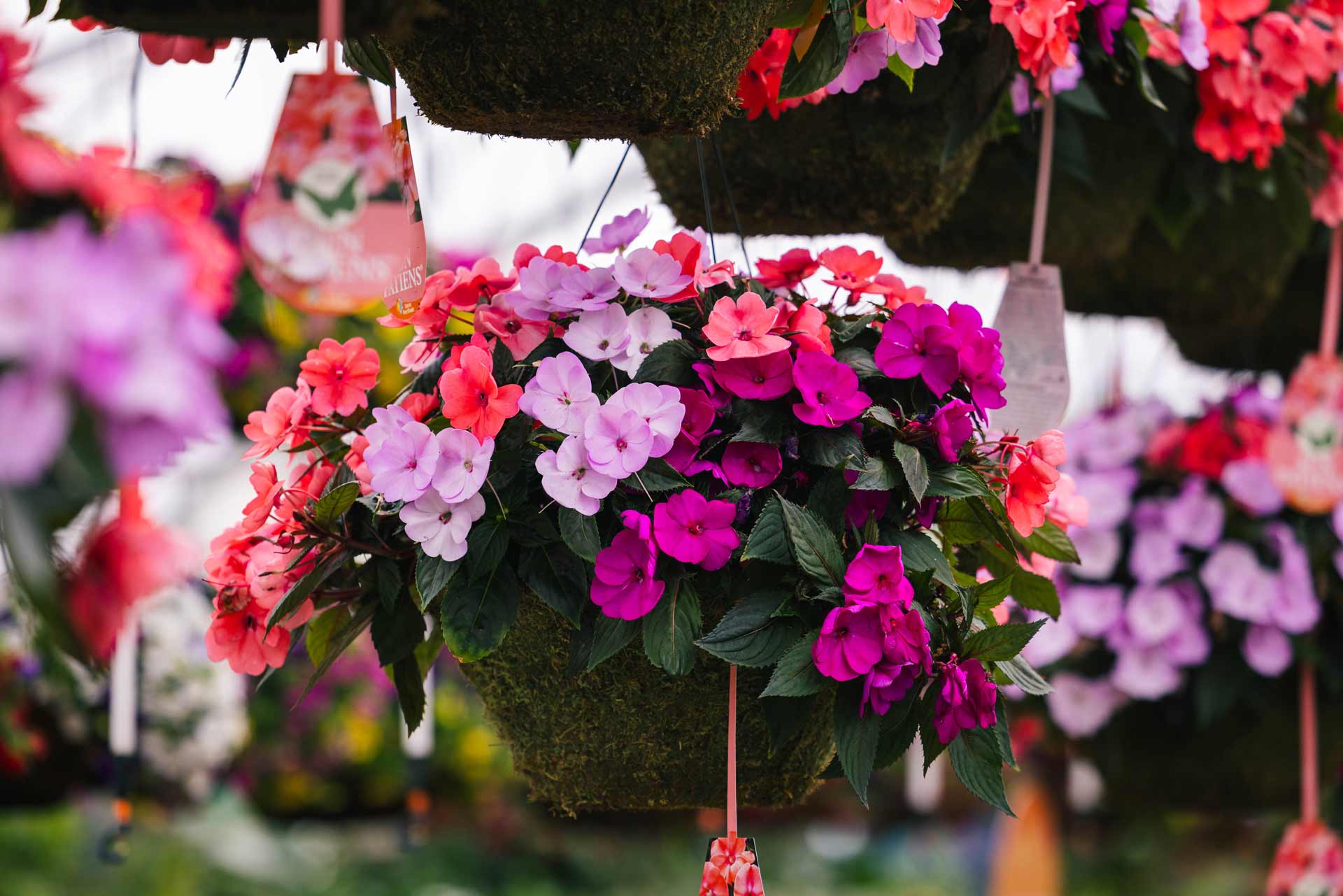 SunPatiens&reg; Combo Assorted 14" Moss