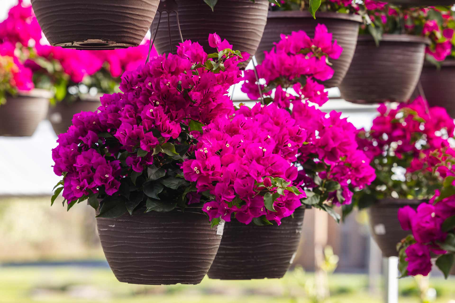 Bougainvillea 'Assorted' 12 Inch Hanging Basket