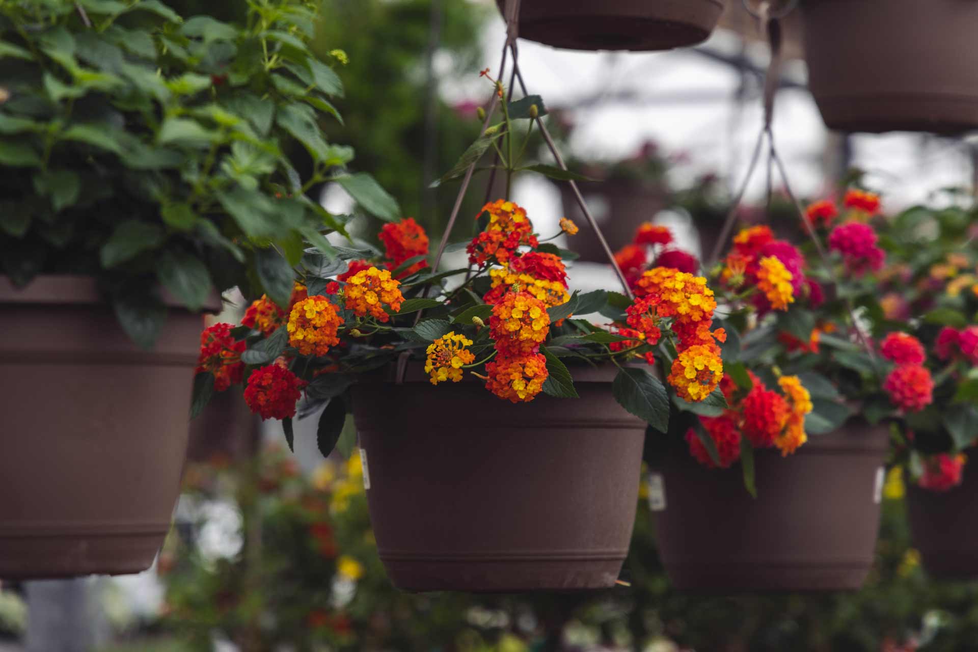 Lantana Assorted 10" Hanging Basket