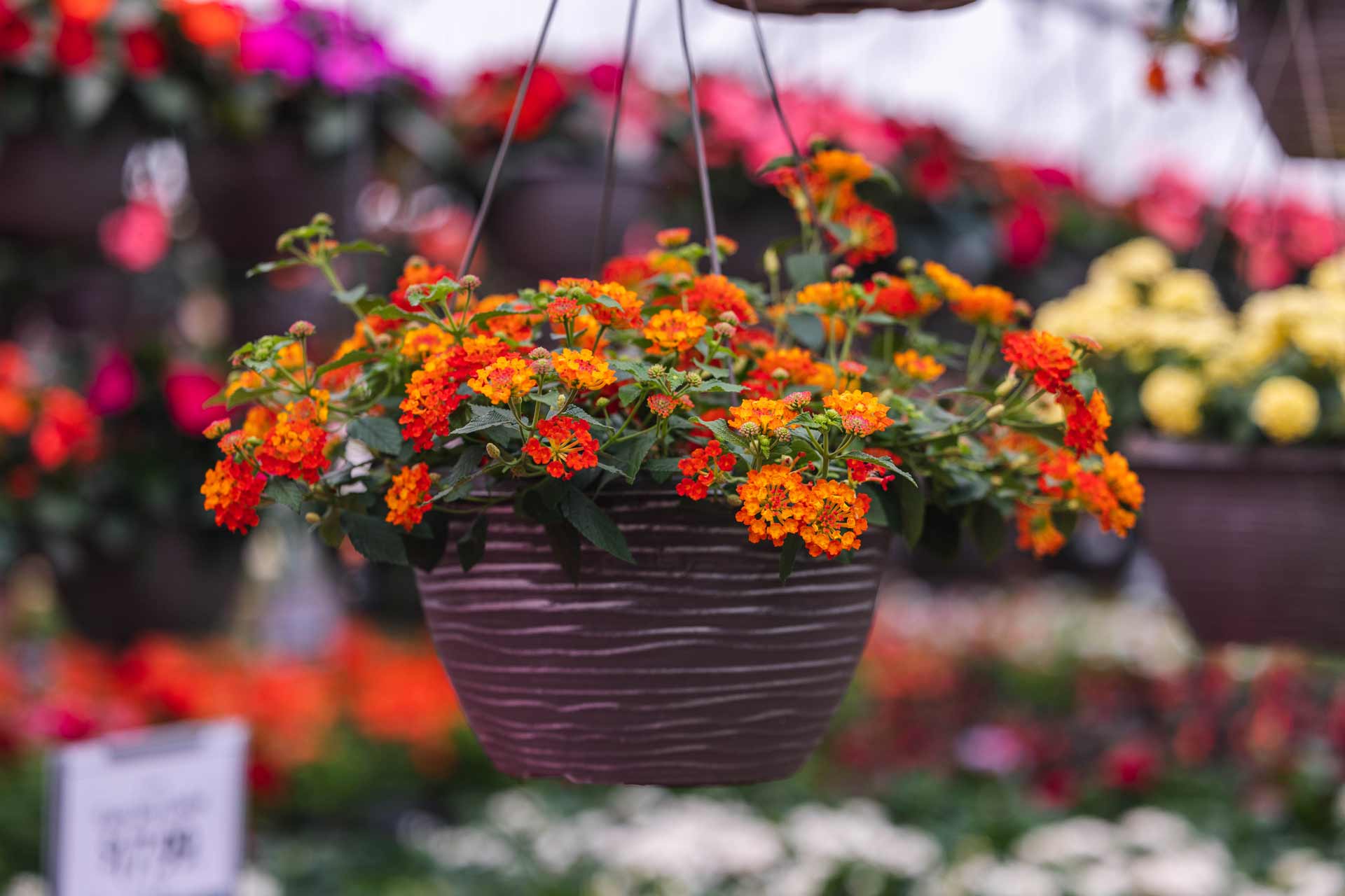 Lantana Assorted 12" Hanging Basket