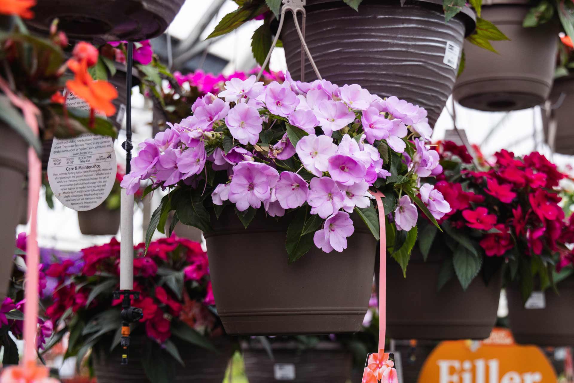 SunPatiens&reg; Assorted 10"