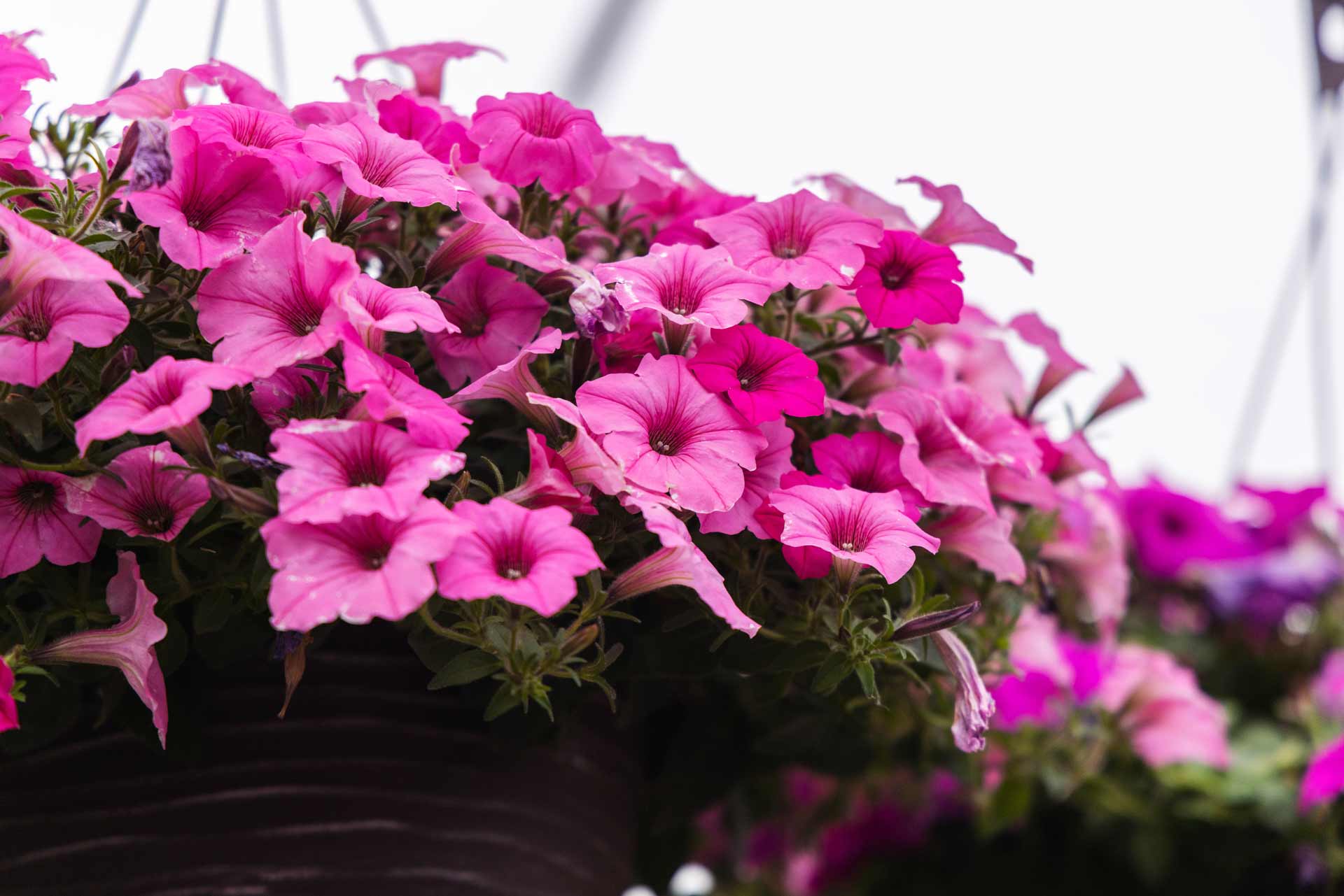 Supertunia&reg; Vista&trade; Bubblegum&trade; 12" Hanging Basket