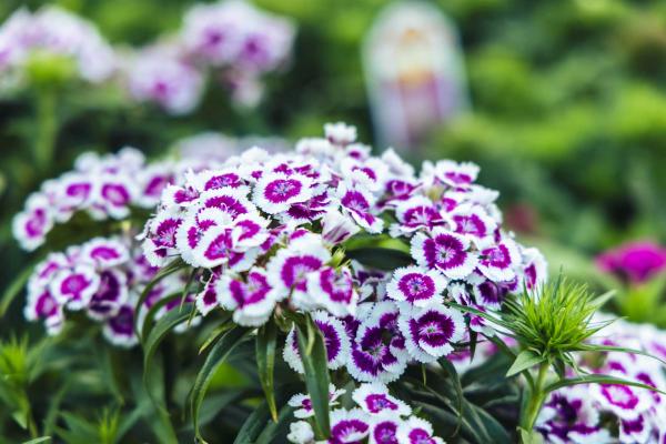 Sweet William Barbarini&reg; Picotee Purple Market Basket