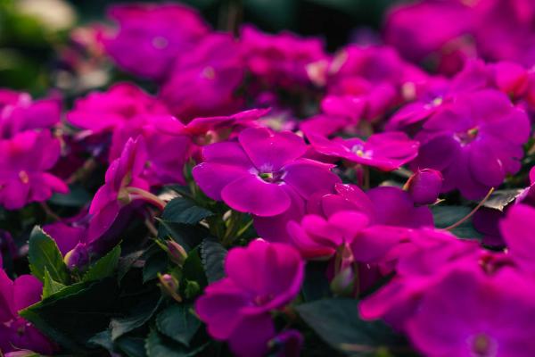 SunPatiens&reg; Compact Lilac Quart