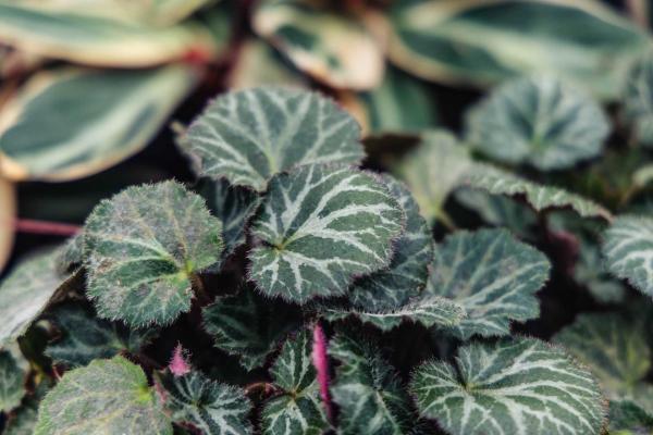 Strawberry Begonia Plant 4 Inch