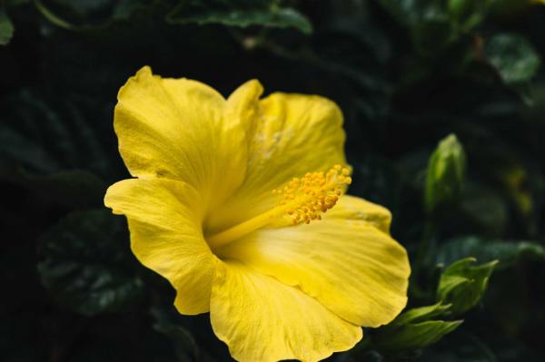 Tropical Hibiscus 'Tequila' Braid 10"