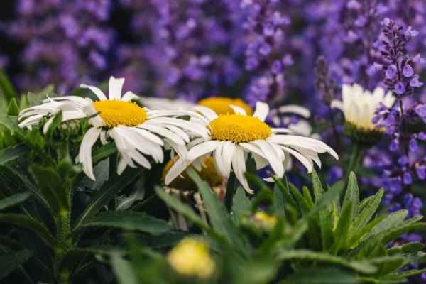 Shasta Daisy 'White Lion' 2 Gallon