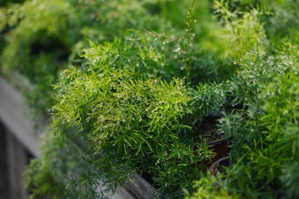 Asparagus Fern 'Sprengeri' Hanging Basket 10 Inch