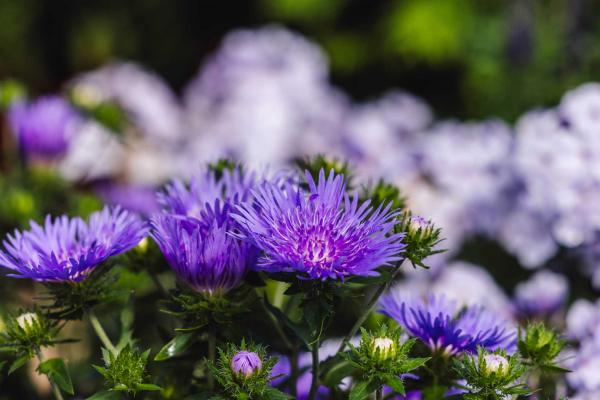 Stokes' Aster 'Peachie's Pick' 1 Gallon