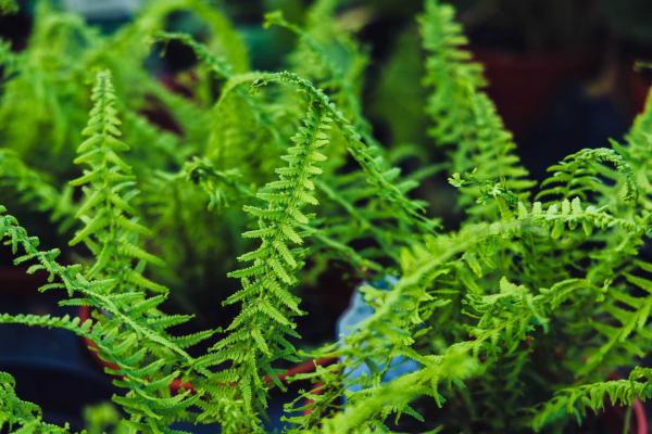 Victoria Lady Fern 1 Gallon