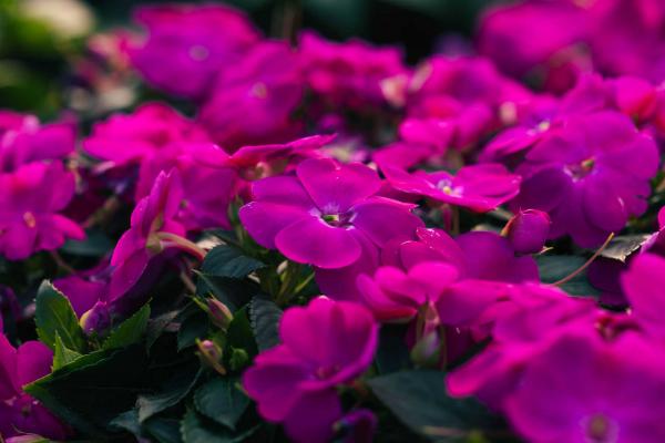 SunPatiens&reg; Compact Lilac Quart