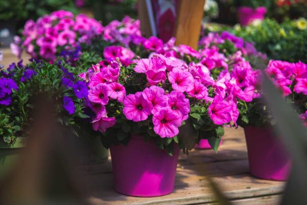 Wave&reg; Petunia Assorted 8"