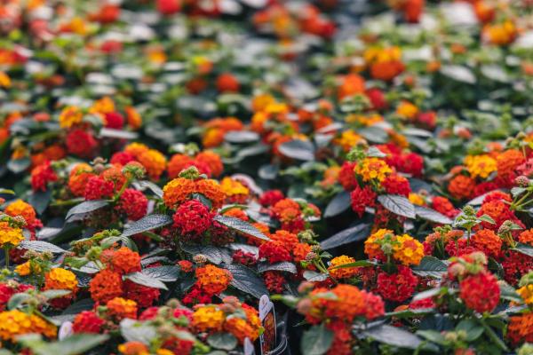 Lantana Lucky&trade; Flame Quart