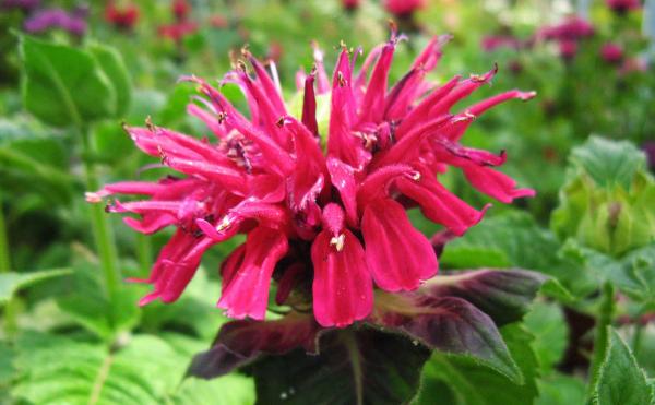 Bee Balm 'Fireball' 1 Gallon