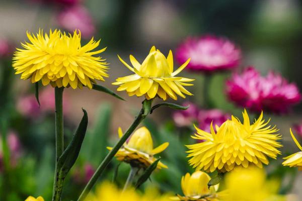 Strawflower Dreamtime&reg; Jumbo Yellow Quart