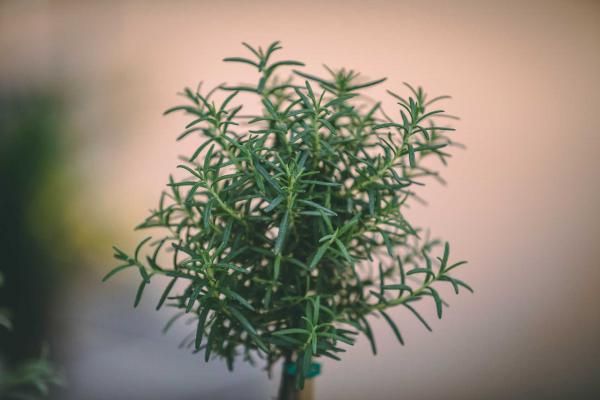 Rosemary Topiary Ball 8 Inch