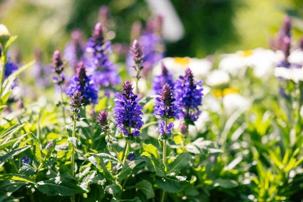 Woodland Sage 'Blue Marvel' 1 Gallon