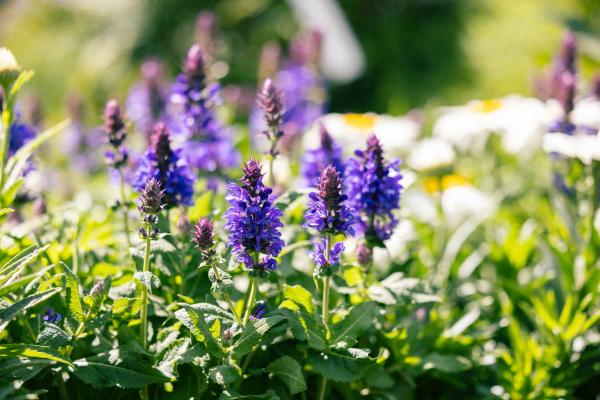 Meadow Sage 'Blue Marvel' 1 Gallon