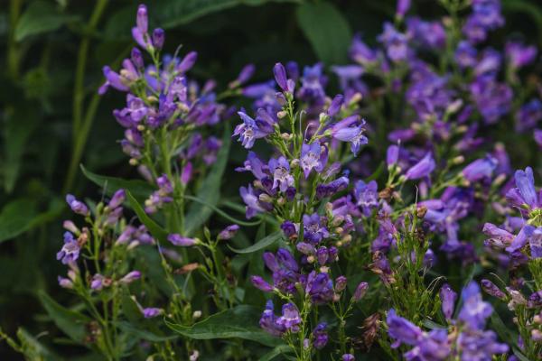 Beardtongue Rock Candy&reg; Blue 2 Gallon