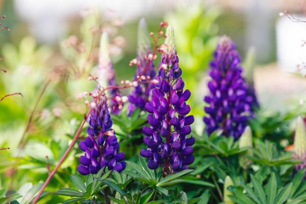 Lupine Westcountry&trade; 'Blacksmith' 2 Gallon