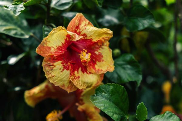 Tropical Hibiscus 'Hawaiian Volcano Lava' Braid 10"