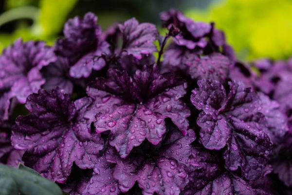 Coral Bells Dolce&reg; 'Wildberry' 2 Gallon