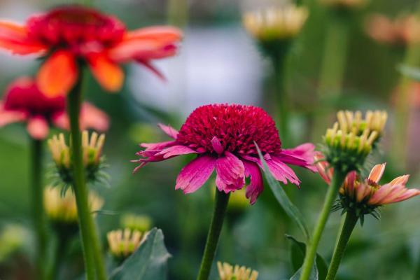 Coneflower Double Dipped&trade; Rainbow Sherbet 1 Gallon