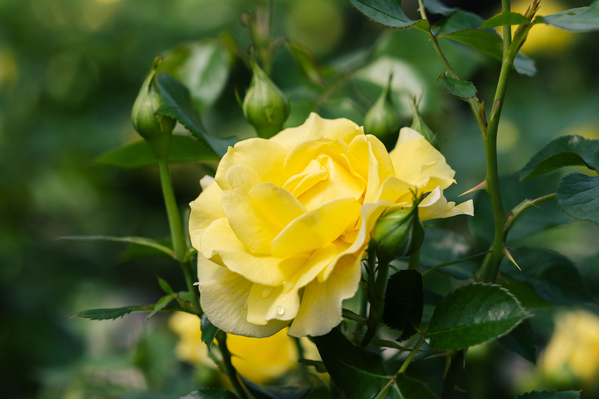 Floribunda Rose 'True Friendship' 3 Gallon