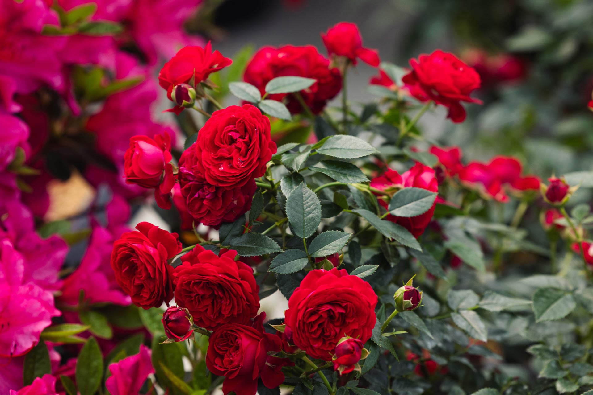 Floribunda Rose 'True Love' 3 Gallon