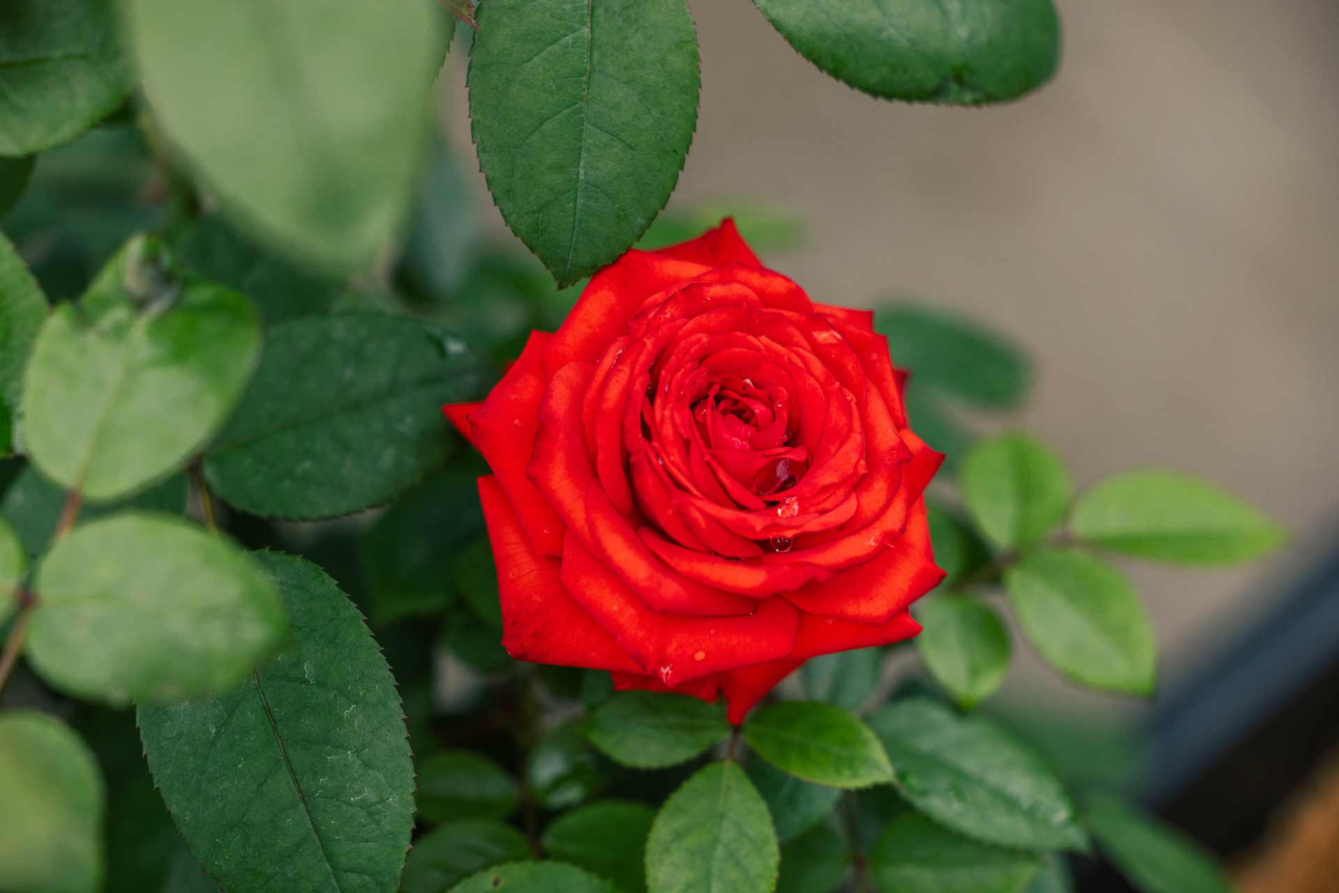 Hybrid Tea Rose 'True Passion' 3 Gallon