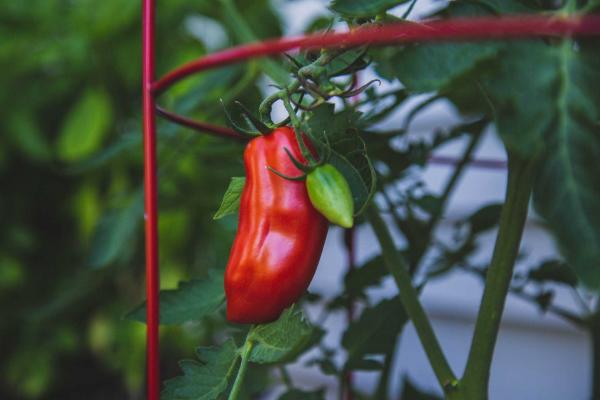 Tomato 'La Roma III Red' 1 Gallon