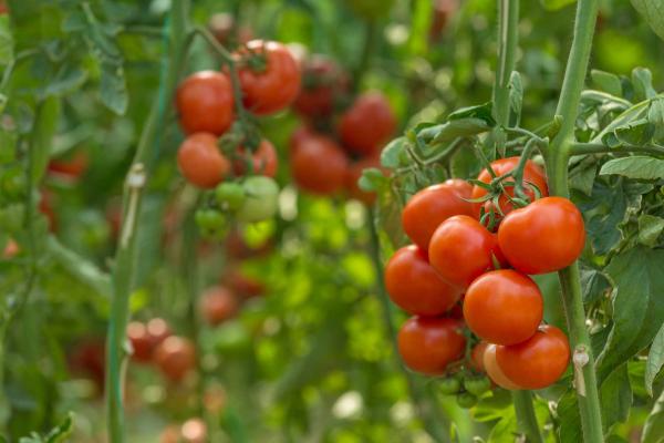 Tomato 'Red Cherry Large' 1 Gallon
